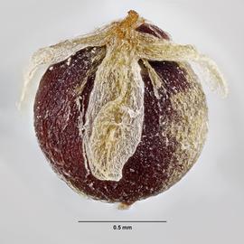   Fruit:   Oxybasis glauca , utricle with persistent perianth; Photo by M. Maher, USDA APHIS PPQ ITP, imageID.idtools.org
